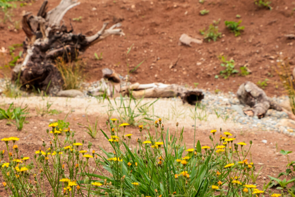 Garten Hofgut Leo, Biosphärenprojekt, Amphibientheater, Naturgarten mit Lebensraum für Amphibien