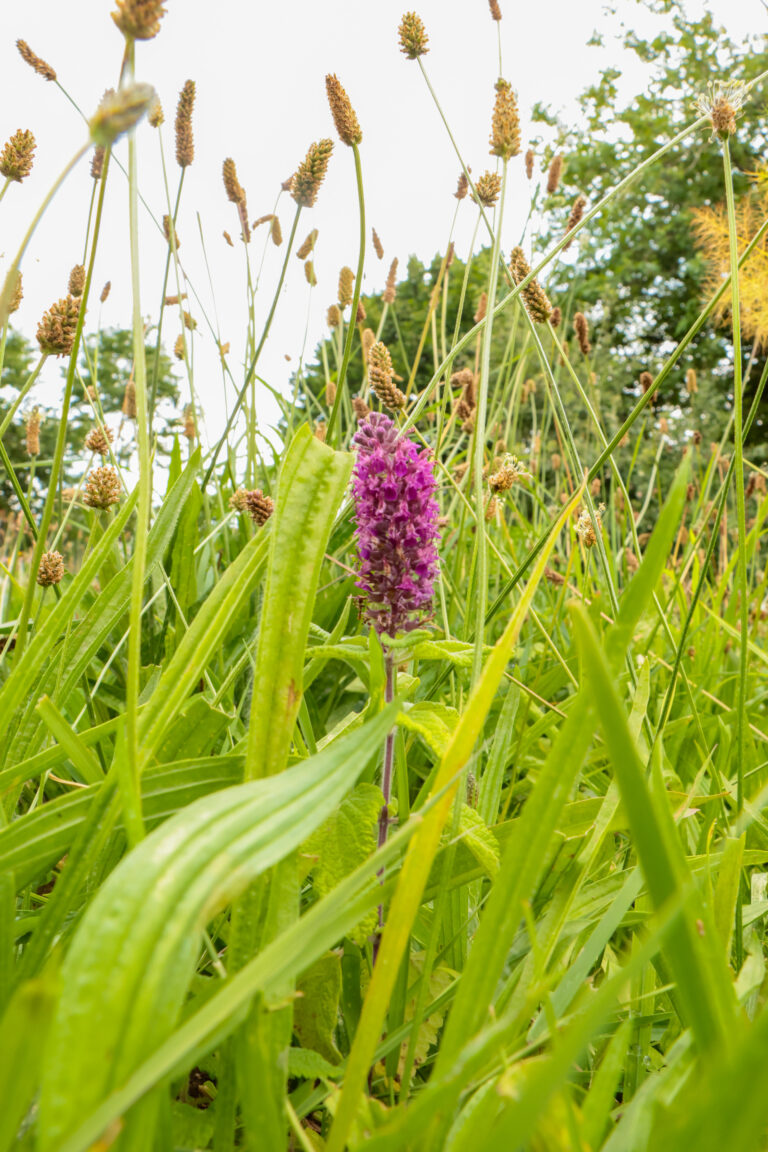 Garten Hofgut Leo, Biosphärenprojekt, Naturgarten, Totholzhecke, Staudenwiese, heimische Wildkräuter