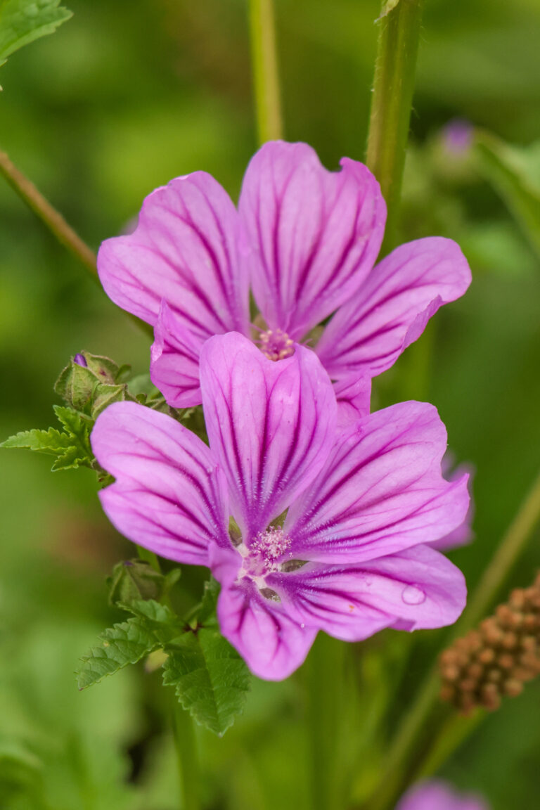Garten Hofgut Leo, Biosphärenprojekt, Naturgarten, Totholzhecke, Staudenwiese, heimische Wildkräuter
