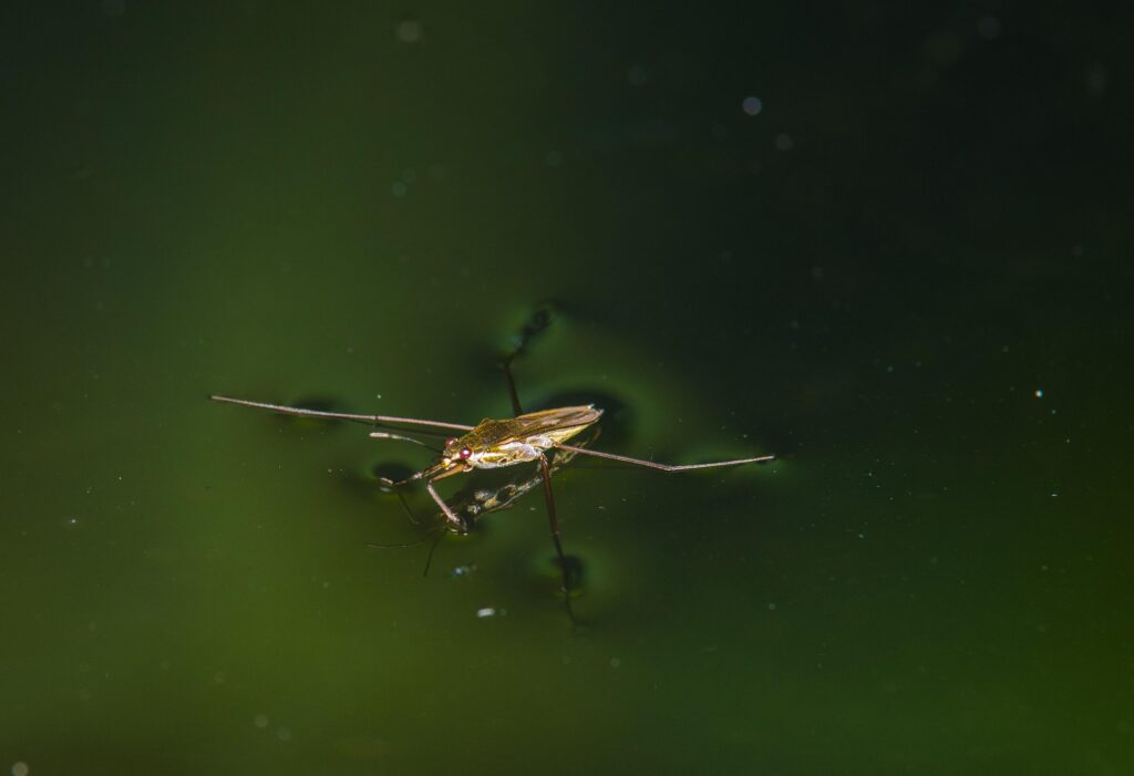 Garten Hofgut Leo, Biosphärenprojekt, Naturgarten, Wasser-Nutz-Garten, Naturteich