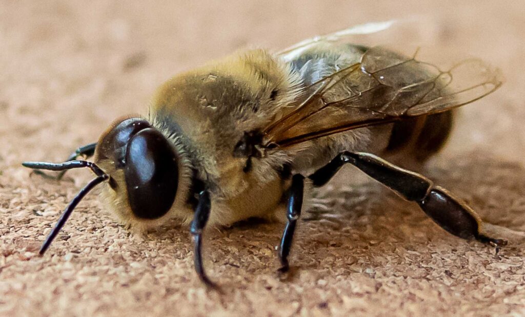 Vielfalt im Garten des Hofgut LEO, Honigbienen, Natur, Regenerativ