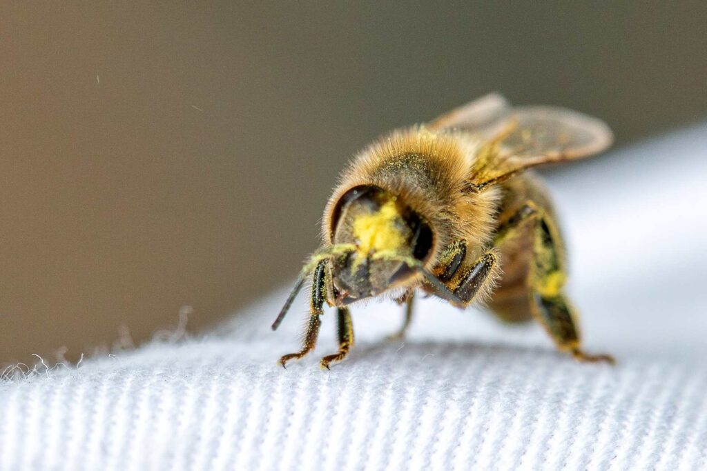 Vielfalt im Garten des Hofgut LEO, Honigbienen, Natur, Regenerativ