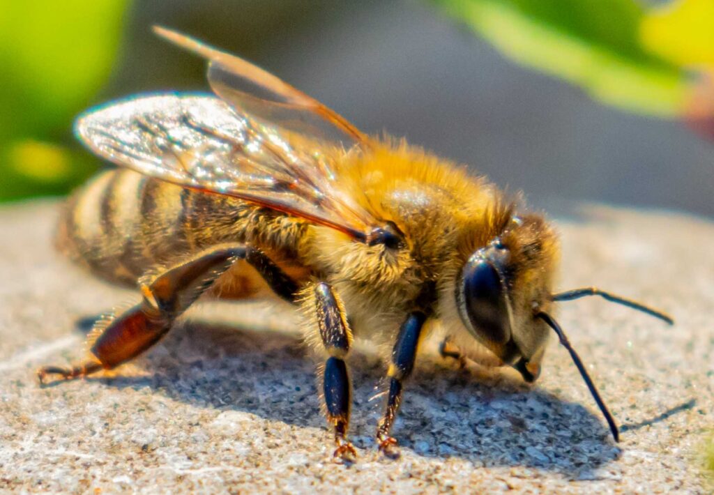 Vielfalt im Garten des Hofgut LEO, Honigbienen, Natur, Regenerativ