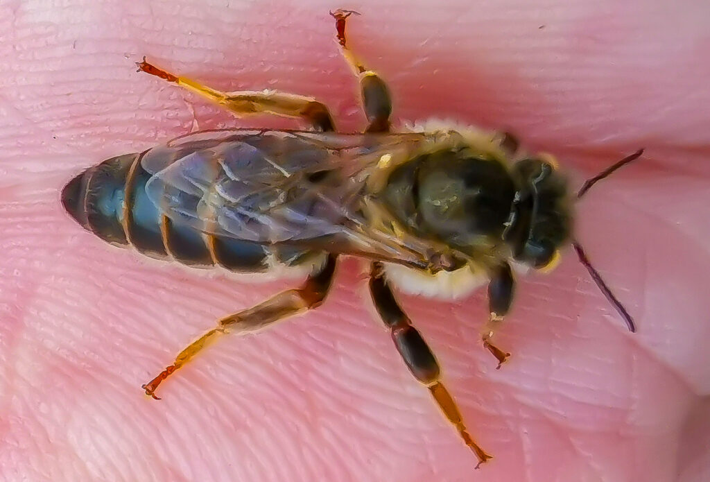 Vielfalt im Garten des Hofgut LEO, Honigbienen, Natur, Regenerativ, Bienenkönigin