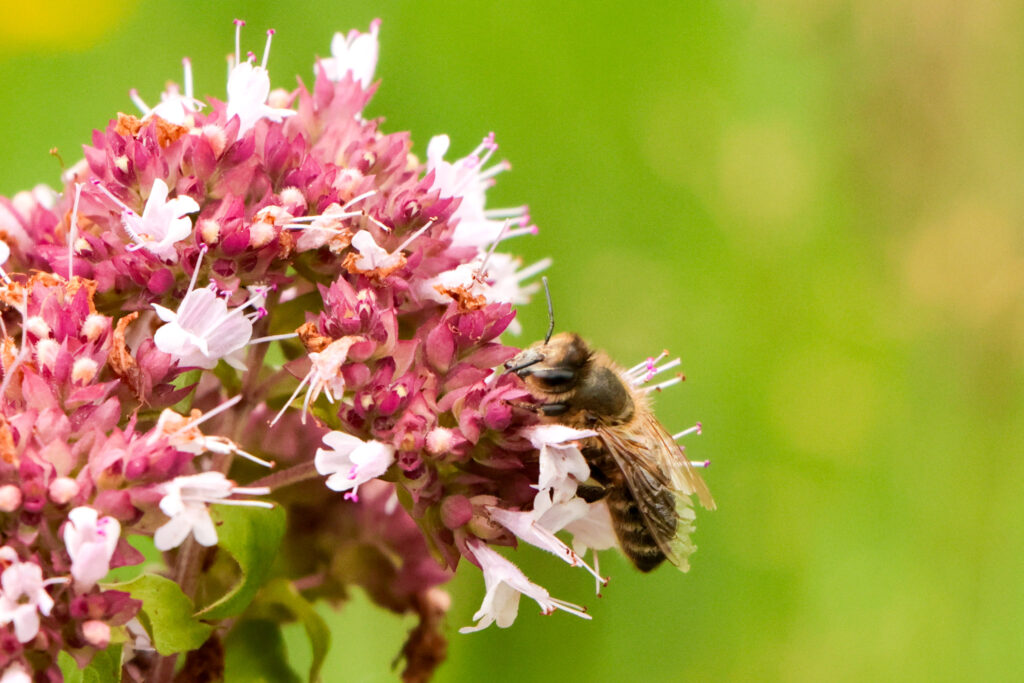 Vielfalt im Garten des Hofgut LEO, Honigbienen, Natur, Regenerativ, Staudenwiese