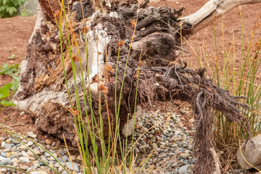 Garten Hofgut Leo, Biosphärenprojekt, Amphibientheater, Naturgarten mit Lebensraum für Amphibien