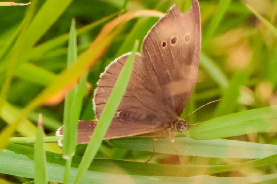 Garten Hofgut Leo, Biosphärenprojekt, Naturgarten, Totholzhecke, Staudenwiese, heimische Wildkräuter, Vielfalt der Natur